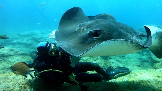 tenerife submarinismo para buceadores con certificación