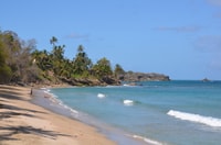 Tobago, Half Day Highlights Tour - Housity