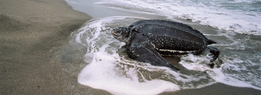 Trinidad : Observation de la migration des tortues luths