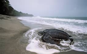 Port of Spain: Matura Beach Turtle Migration Observation
