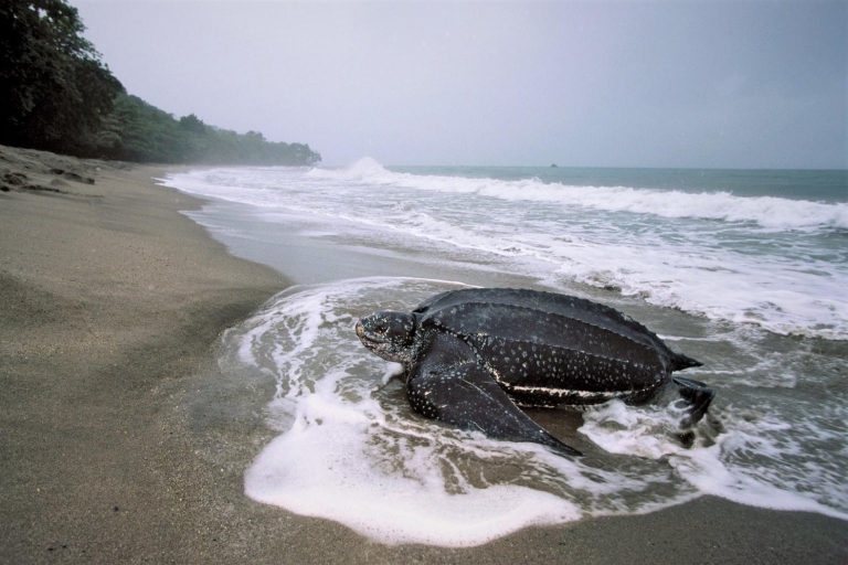 Port of Spain: Obserwacja migracji żółwia plażowego Matura