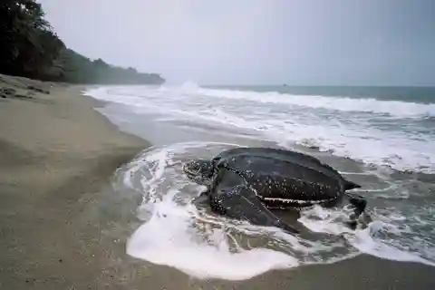 Trinidad: Leatherback Turtle Migration Observation