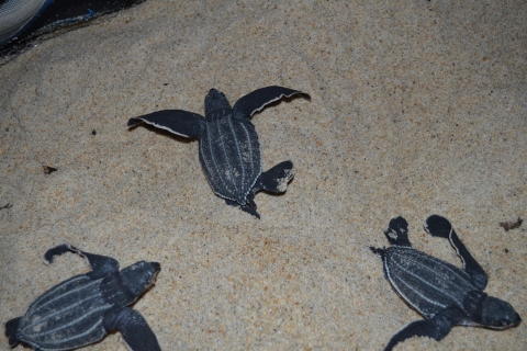 Haven van Spanje: observatie van Matura-strandschildpadden