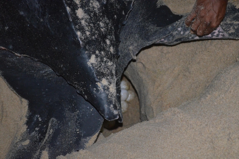 Hafen von Spanien: Matura Beach Turtle Migration Observation