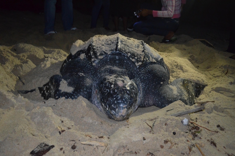 Port of Spain: Observation de la migration des tortues de la plage de Matura