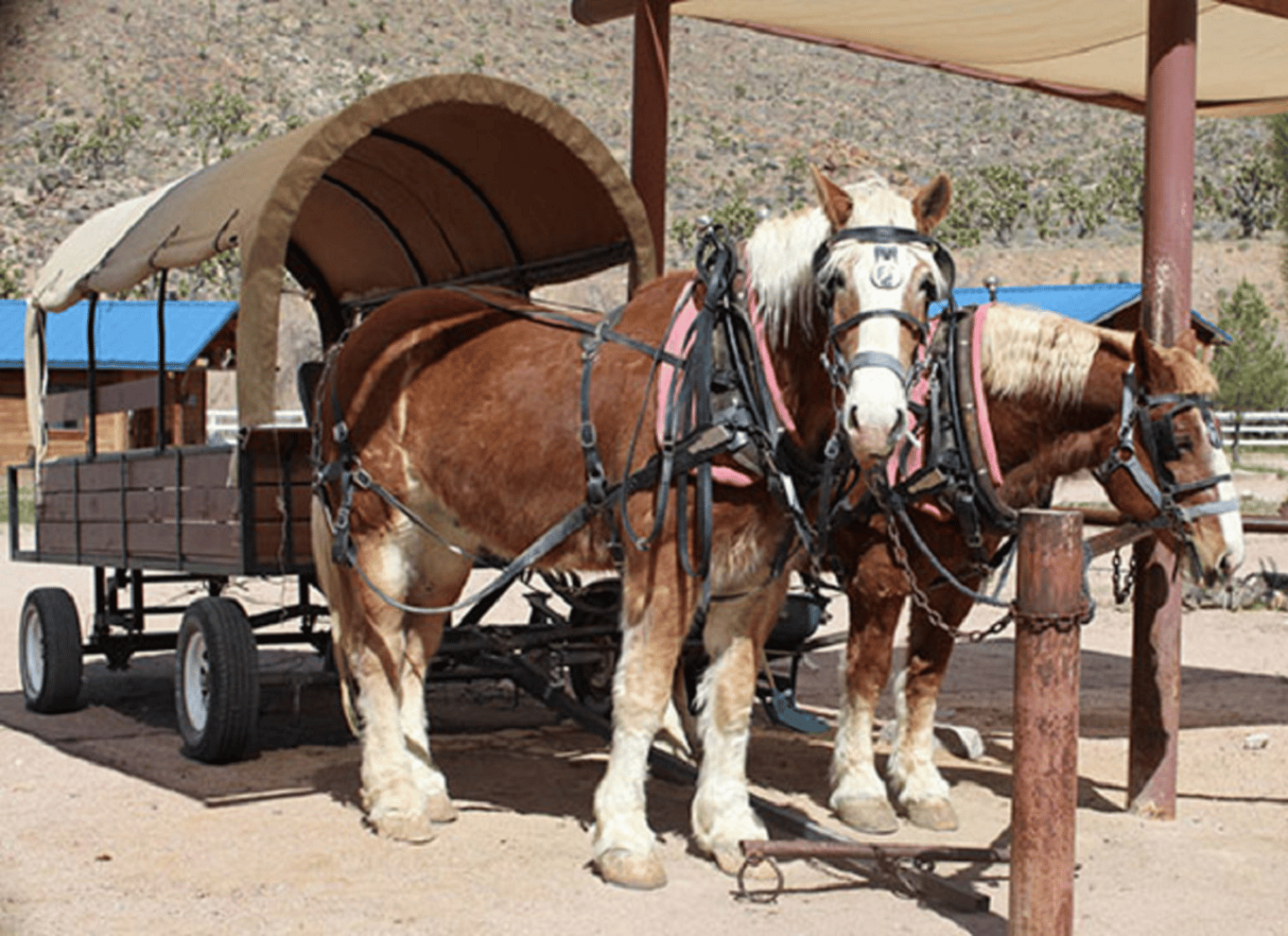 Las Vegas: Grand Canyon-ranchtur med tur på hesteryg/vogn