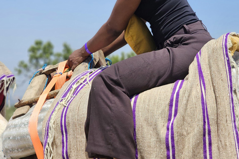 Hammamet: Combo Horse and Camel Ride in Nature Hammamamet: Combo Horse and Camel Ride in Nature