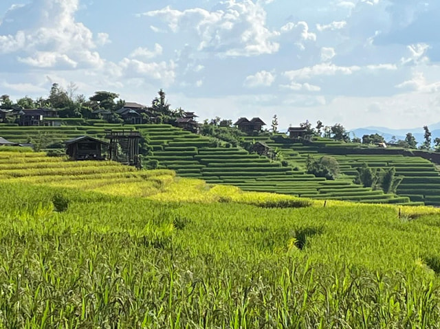 Pa Pong Piang Rice Terraces & Doi Inthanon National Park