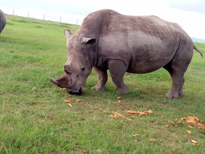 Da Nairobi: tour privato di Ol Pejeta Conservancy