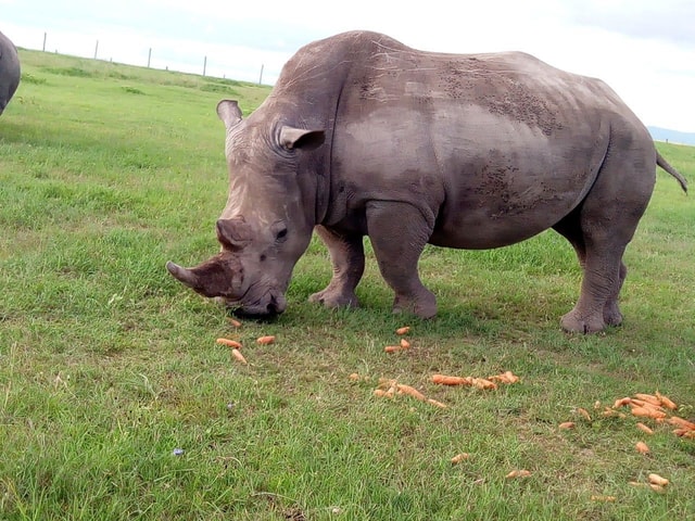 From Nairobi: Ol Pejeta Conservancy Private Day Tour