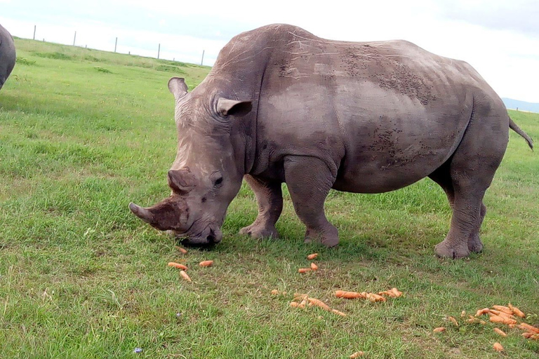 From Nairobi: Ol Pejeta Conservancy Private Day Tour