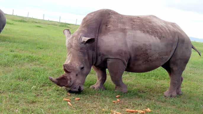from nairobi ol pejeta conservancy private day tour