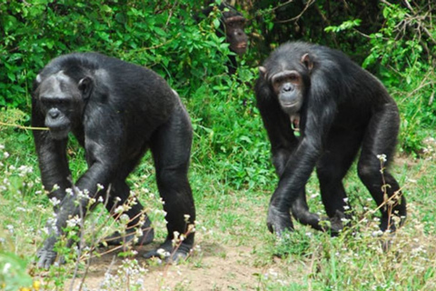 From Nairobi: Ol Pejeta Conservancy Private Day Tour