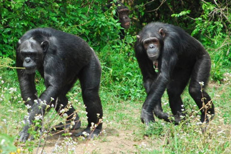 Från Nairobi: Privat dagstur till Ol Pejeta ConservancyFrån Nairobi: Ol Pejeta Conservancy privat dagstur