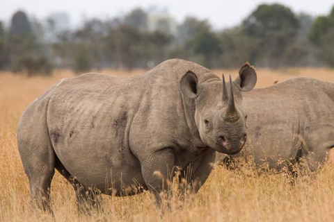 Från Nairobi: Privat dagstur till Ol Pejeta ConservancyFrån Nairobi: Ol Pejeta Conservancy privat dagstur