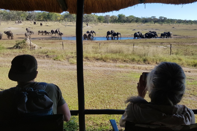 Depuis les chutes Victoria : safari de 2 jours dans le parc national de Hwange