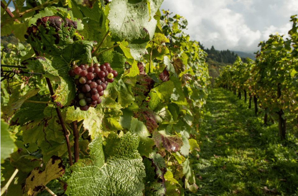 quebec city wine tour