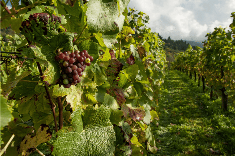 Ciudad de Quebec: Ruta del Vino de la Isla de Orleans