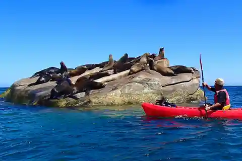 From Cabo: Cabo Pulmo Marine Park Snorkeling and Kayaking