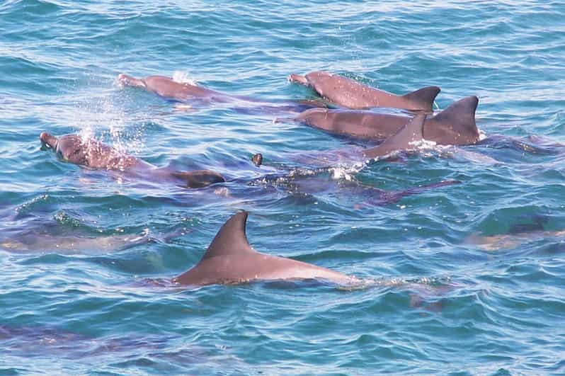 How Far From Sydney To Jervis Bay: Complete Guide & Key Details