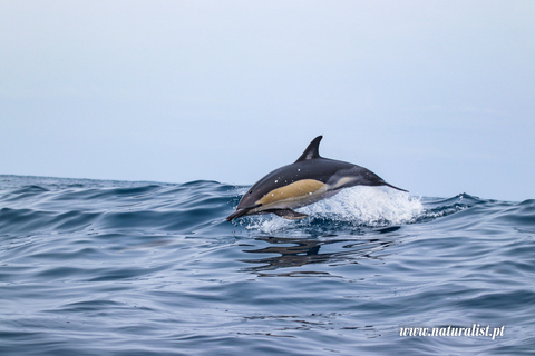 UNIQUE Baleines et volcans, 2 demi-journées, Faial, Açores