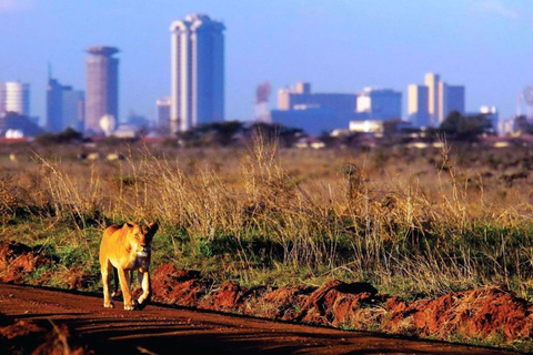 Nairobis nationalpark: Halv- eller heldagsutflykt med privat uppehållHalvdags tur vid uppehållet