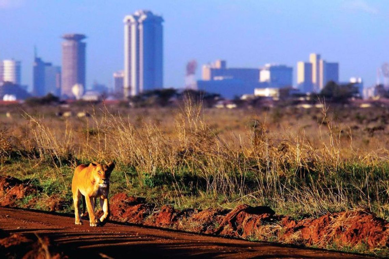 Nairobi National Park: Halbe oder ganztägige private ZwischenstoppsHalbtägige Zwischenstopp-Tour