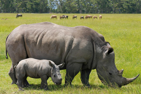 Nairobi National Park: privérondleiding van een halve of hele dagHalve dag tussenstop