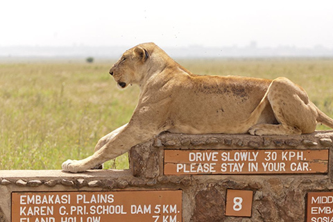 Parc national de Nairobi: visite privée d'une demi-journée ou d'une journée complèteVisite d'une demi-journée