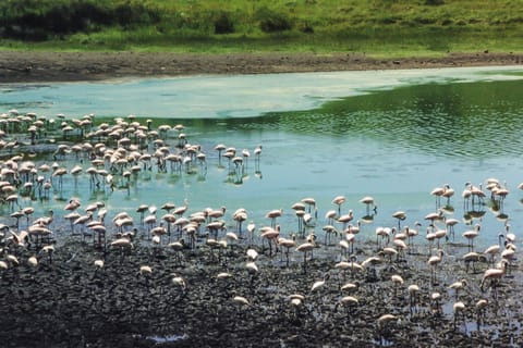 Arusha: Arusha National Park Day Tour