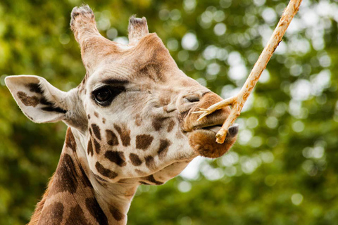 Nairobi: Elephant Orphanage Trust and Giraffe Center Tour