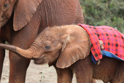 Nairobi: visite du Elephant Orphanage Trust et du Giraffe Center