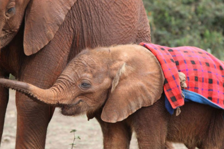 Nairobi: visite du Elephant Orphanage Trust et du Giraffe Center