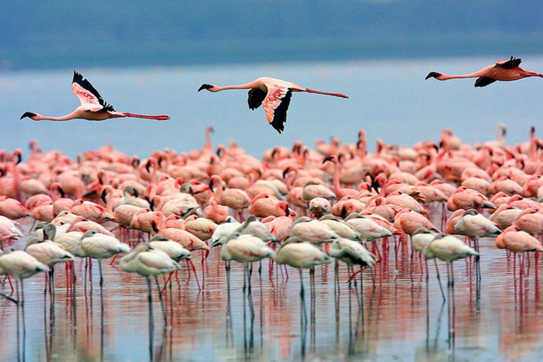 Nairobi: Nakuru National Park and Lake Naivasha Day Tour Nakuru National Park & Lake Naivasha Day Tour with Fees