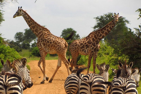 Nairobi National Park: Half or Full-Day Private Layover Tour Full-Day Layover Tour with Giraffe Center Visit