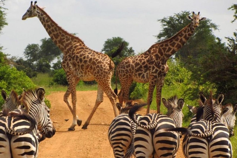 Nairobi National Park: Half or Full-Day Private Layover Tour Full-Day Layover Tour with Giraffe Center Visit