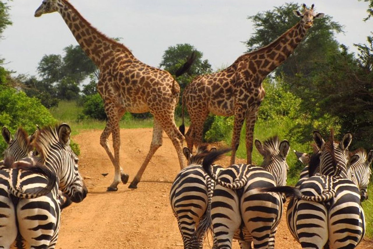 Nairobi National Park: Half or Full-Day Private Layover Tour Full-Day Layover Tour with Giraffe Center Visit