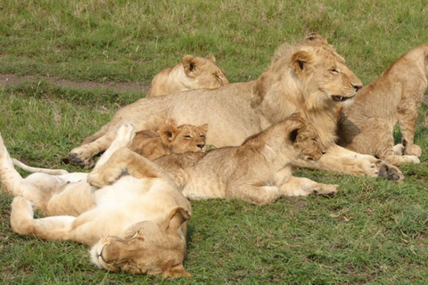 Parc national de Nairobi: visite privée d'une demi-journée ou d'une journée complèteVisite d'une demi-journée