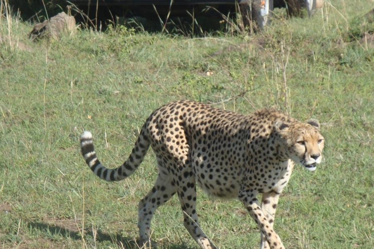 Nairobi National Park: Half or Full-Day Private Layover Tour Full-Day Layover Tour with Giraffe Center Visit