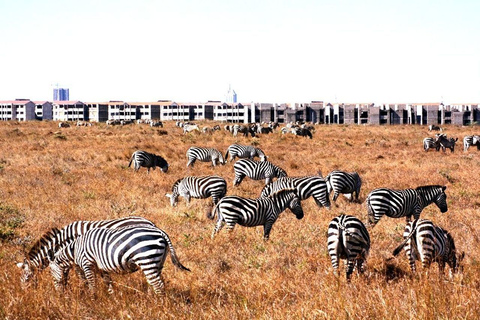 Nairobis nationalpark: Halv- eller heldagsutflykt med privat uppehållHalvdags tur vid uppehållet