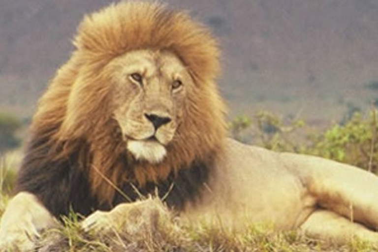 Nairobi National Park: Half or Full-Day Private Layover Tour Half-Day Layover Tour