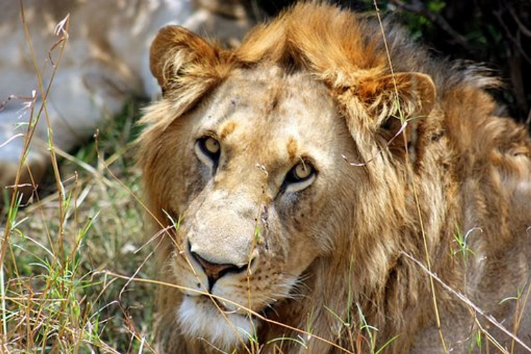 Ab Nairobi: 7-tägige Masai Mara, Nakuru und Amboseli SafariÖffentliche Tour mit Heißluftballonfahrt