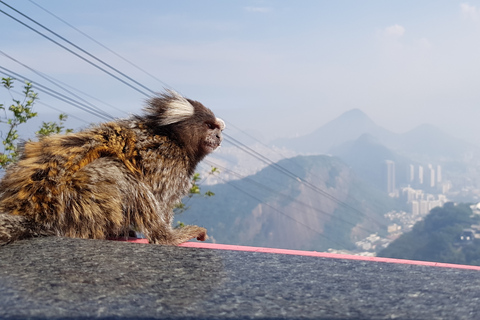 Corcovado, Sugarloaf Mountain, and Selarón Steps 6-Hour Tour Private Tour with Tickets