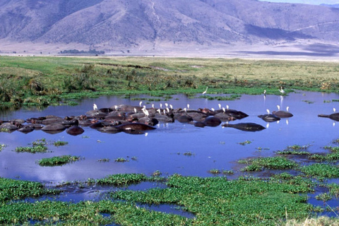 Desde Arusha: cráter del Ngorongoro con recorrido por la naturaleza y almuerzo