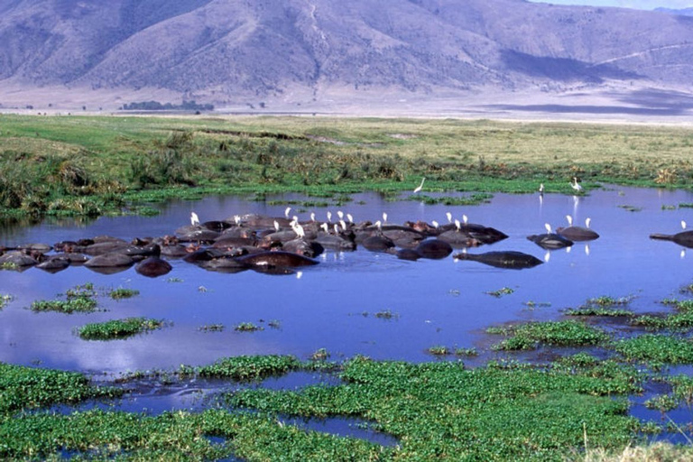 Desde Arusha: cráter del Ngorongoro con recorrido por la naturaleza y almuerzo