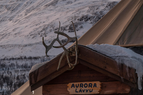 Från Tromsö: Renkälkåkning på Camp Tamok under dagtid