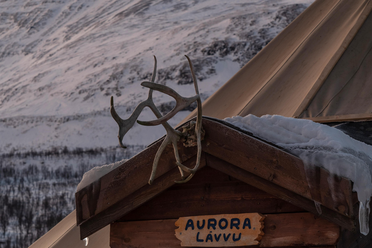 De Tromsø: Passeio noturno de trenó de rena no Camp Tamok