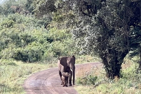 3-dniowa wycieczka grupowa Masai Mara