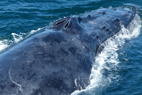 Sydney Whale Watching Cruise with Breakfast or Lunch Lunch Whale Watching Cruise