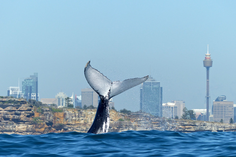 Sydney Whale Watching Cruise with Breakfast or Lunch Lunch Whale Watching Cruise